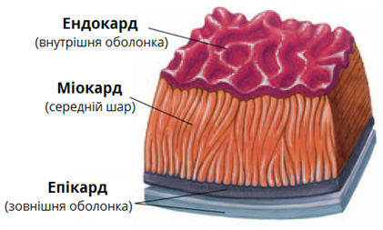 стінка серця.png