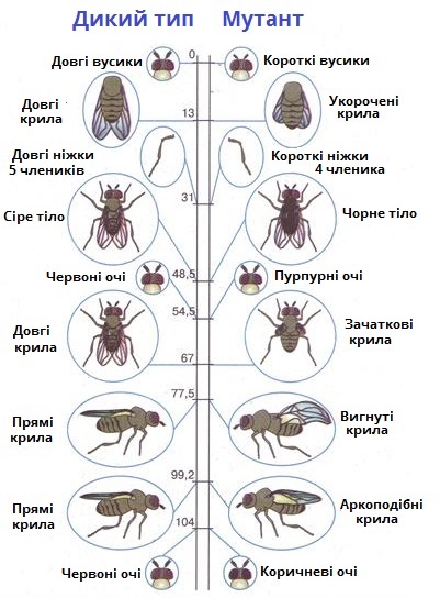 генетична карта муха.jpg
