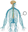 мя1.png