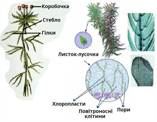 Сфагнуму Будова.png