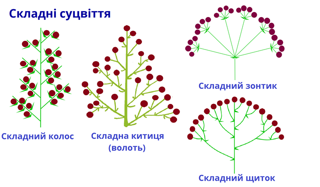 складнісуцвіттясхеми.png