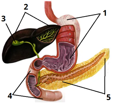 травлення у шлунку_цифри4.png