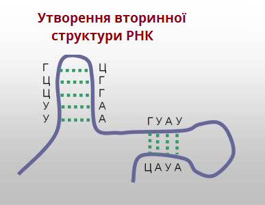 вторинна структура РНК.png