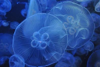 3-медуза.jpg