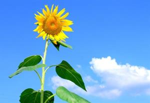 чергове листя5.jpg