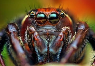 очі павука.jpg