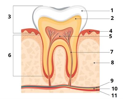 будова_зуба_цифри5.jpg