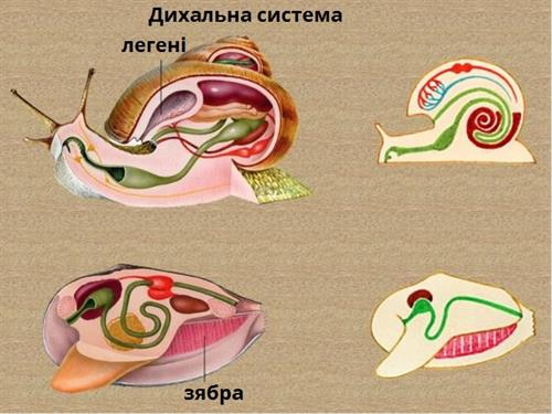 Дихальна система підписи.jpg