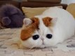 София Кондрашова