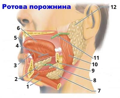 будова ротової порожнини цифри6.jpg
