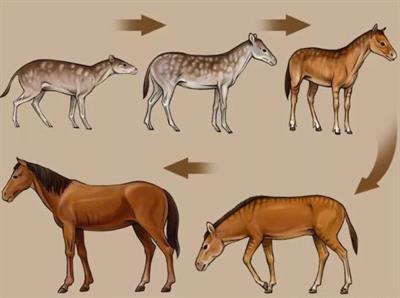 еволюція коней.jpg