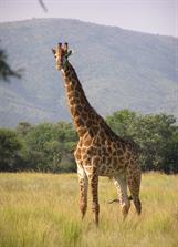 Giraffe_standing.jpg