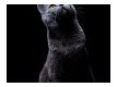 RpNikita [Никита Торяник]