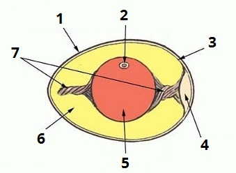 яйце-цифри5.jpg