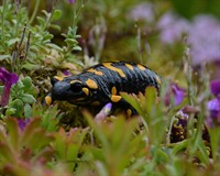 отруйні саламандри1.jpg