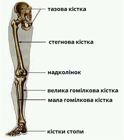 скелет нога.jpg