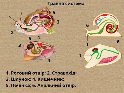 Травна система молюсків підписи.jpg