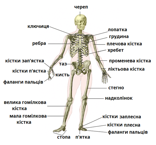 Картинки скелета человека - 79 фото