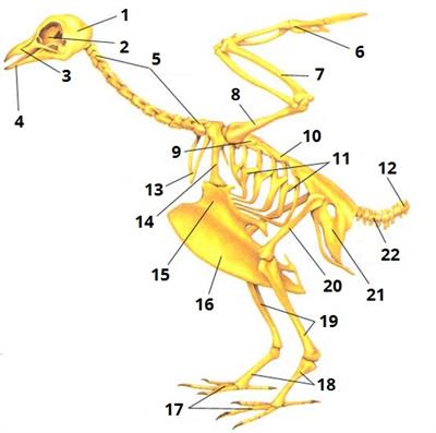 скелет птаха цифри2.jpg