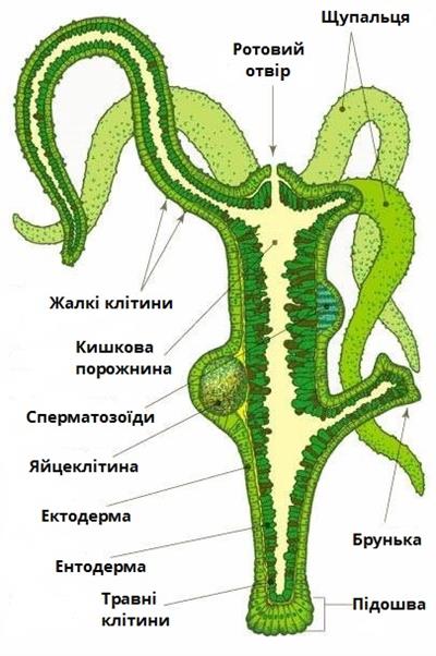 гідра підписи.jpg