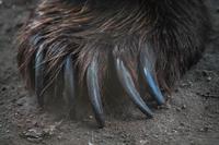 claws bear pix.jpg