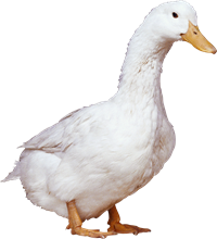 качка.png