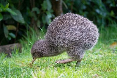 kiwi.jpg