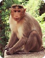 monkey3.jpg