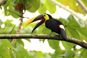 toucan-pix.jpg