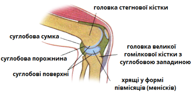 суглоб будова.png