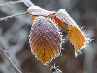 Shutterstock_1513170341_salna_frost.jpg