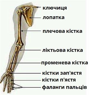 скелет рука.jpg