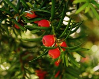 тис ягідни2.jpg