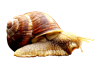 snail-g2d976e825_1920.png
