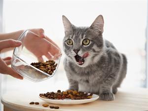 shutterstock_605469404_feeding cat_barot kaķi.jpg