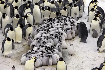 пінгвіни.jpg