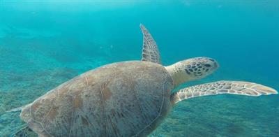 морська черепаха11.jpg