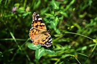 butterfly-4365082_1920.jpg