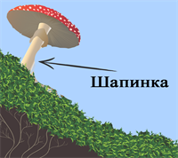 а3.png