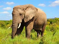 Shutterstock_120103432_elephant_zilonis.jpg