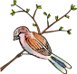 sparrow-5879341_1280.png