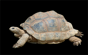 черепаха1.png