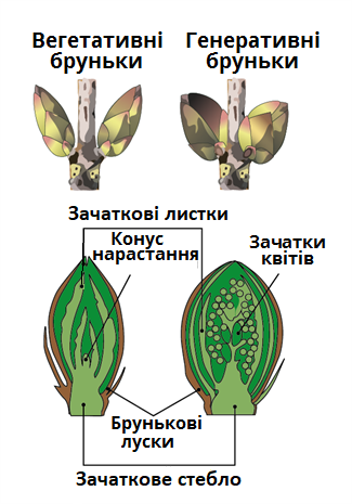 вегетативні_генеративні.png