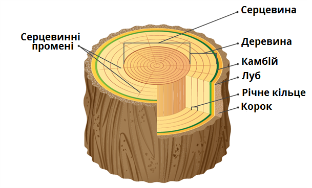 Зріз дерева.png