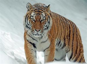 12 тигр.jpg