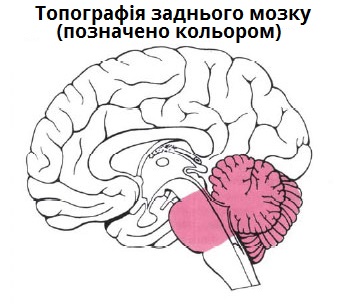 задній мозок.jpg