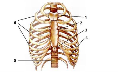 грудна клітка цифри2.jpg
