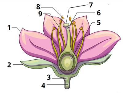 будова_квітки_цифри1.png