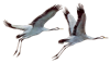 журавли.png