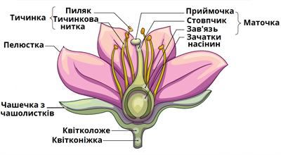 будоваквіткипідписи.png